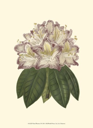 Pastel Blooms I art print