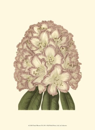 Pastel Blooms II art print
