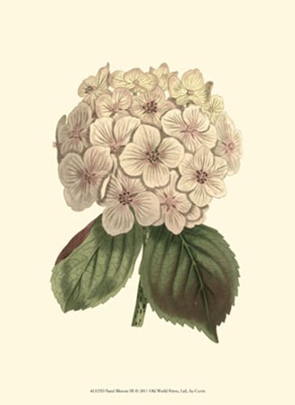 Pastel Blooms III art print