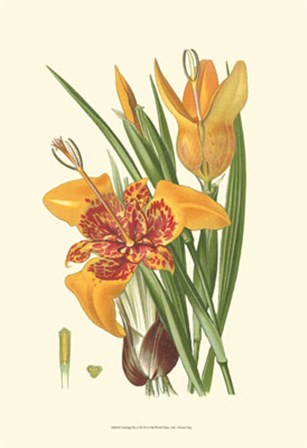 Striking Lilies I by Edward Step art print