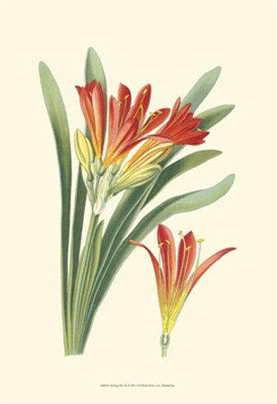 Striking Lilies III by Edward Step art print