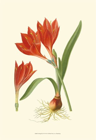 Striking Lilies IV by Edward Step art print