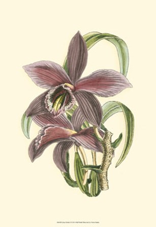 Lilac Orchid I by Vision Studio art print