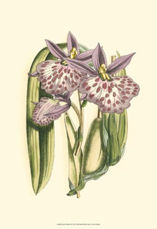 Lilac Orchid II by Vision Studio art print