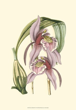 Lilac Orchid III by Vision Studio art print