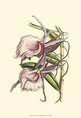 Lilac Orchid IV by Vision Studio art print