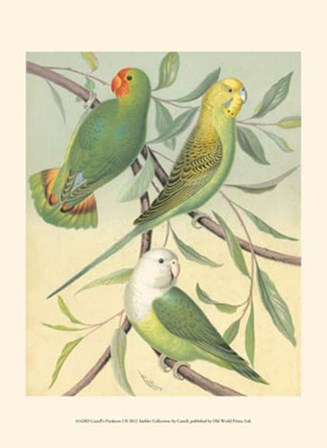 Parakeets I by Cassell art print