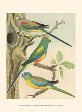 Parakeets II by Cassell art print
