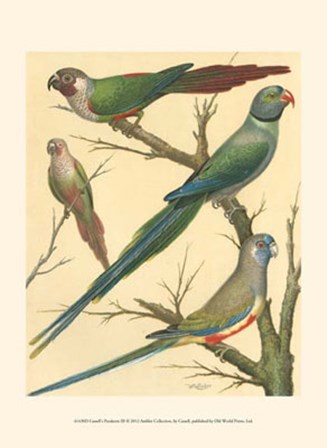 Parakeets III by Cassell art print
