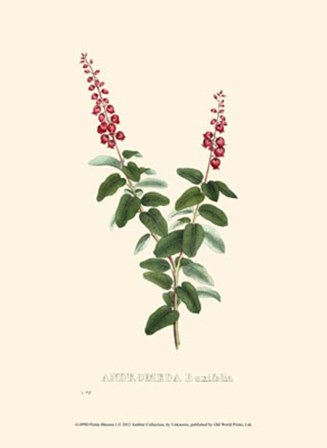 Petite Blooms I art print