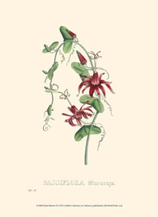 Petite Blooms II art print