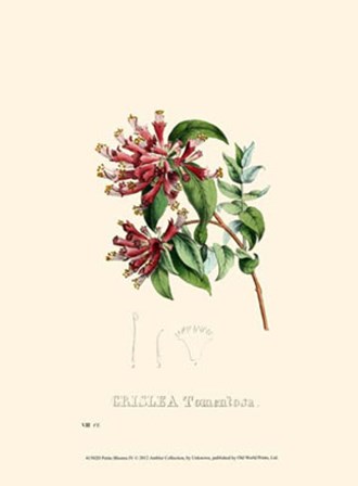 Petite Blooms IV art print