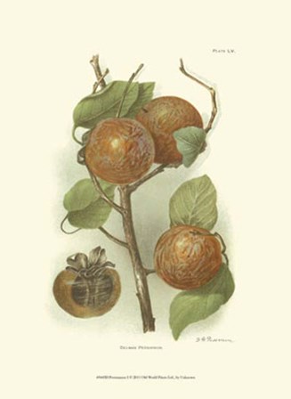 Persimmon I art print