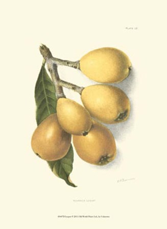 Loquat art print