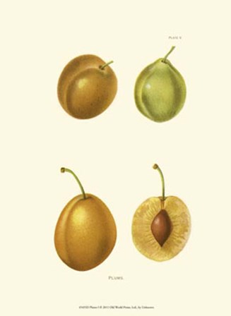 Plums I art print