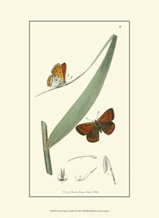 Nature Study I by Edward S. Curtis art print