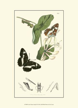 Nature Study IV by Edward S. Curtis art print