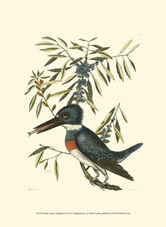 Small Antique Kingfisher II by Marc Catesby art print