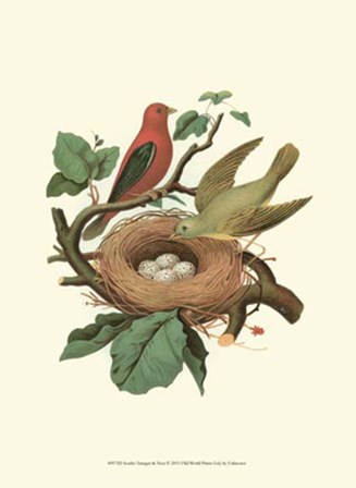 Scarlet Tanager &amp; Nest art print
