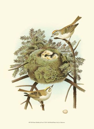 Prairie Warbler &amp; Nest art print