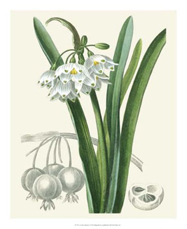 Les Fleurs Blanches I art print