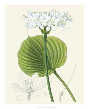 Les Fleurs Blanches II art print