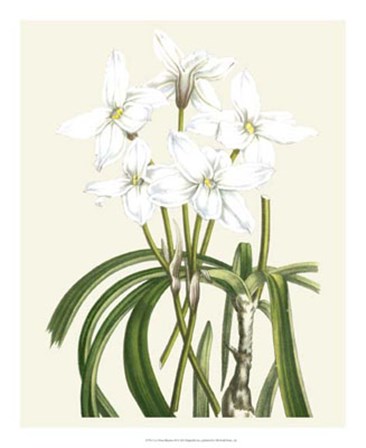 Les Fleurs Blanches III art print