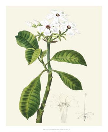 Les Fleurs Blanches IV art print