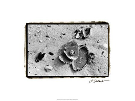 Sand Treasures III by Laura Denardo art print