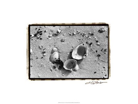 Sand Treasures IV by Laura Denardo art print