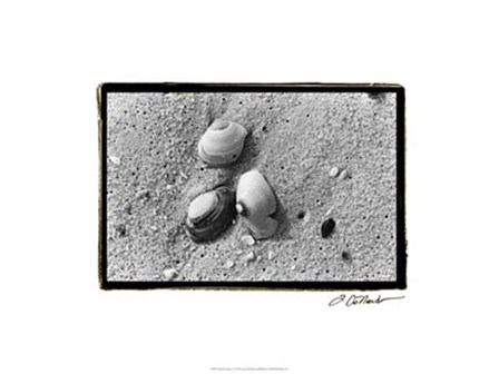 Sand Treasures V by Laura Denardo art print