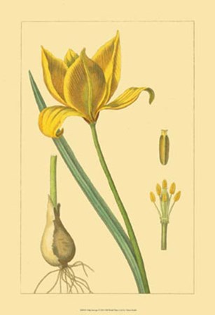 Tulipe Sauvage by Vision Studio art print