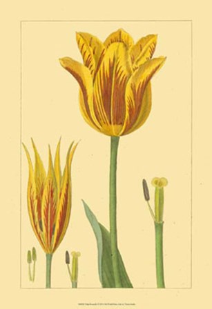 Tulipe Bossuelle by Vision Studio art print