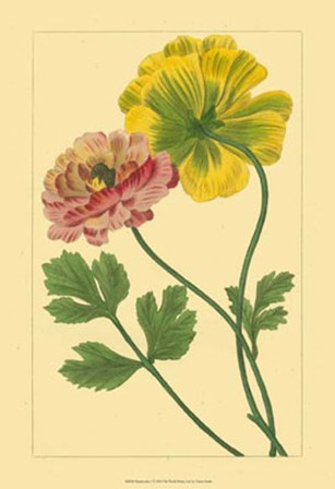 Ranunculus I by Vision Studio art print