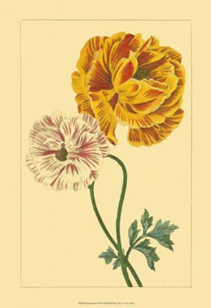 Ranunculus II by Vision Studio art print