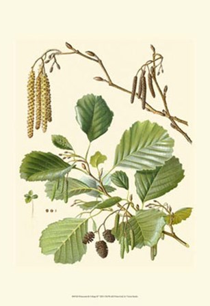 Pinecones &amp; Foliage II by Vision Studio art print