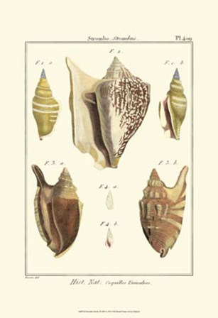 Strombe Shells, Pl. 409 by Denis Diderot art print