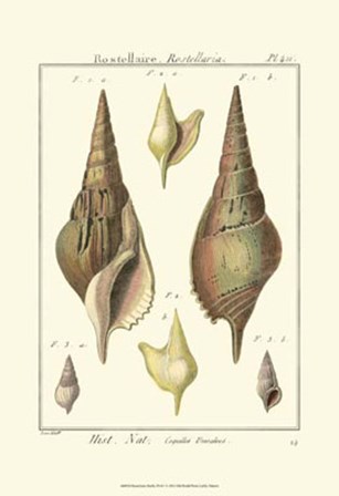 Rostellaire Shells, Pl. 411 by Denis Diderot art print