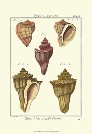 Pyrule Shells, Pl. 434 by Denis Diderot art print