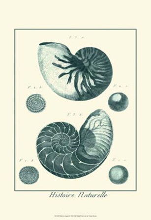 Shells in Aqua I by Vision Studio art print