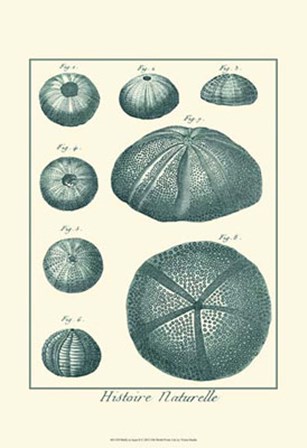 Shells in Aqua II by Vision Studio art print