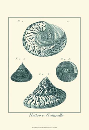 Shells in Aqua IV by Vision Studio art print