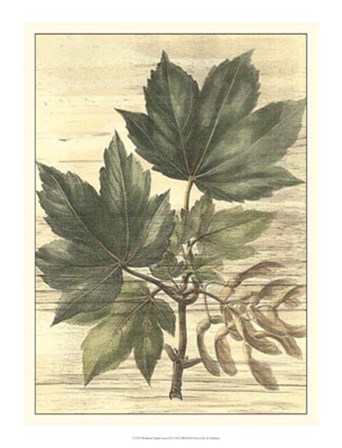 Weathered Maple Leaves II by Desahyes art print