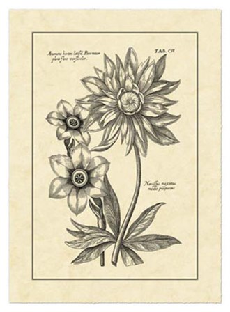 Vintage Besler I by Basilius Besler art print