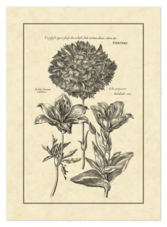 Vintage Besler IV by Basilius Besler art print