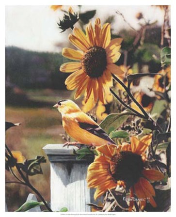 A Golden Morning by Kevin Daniel art print