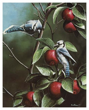 Summer Blue Jays by Kevin Daniel art print