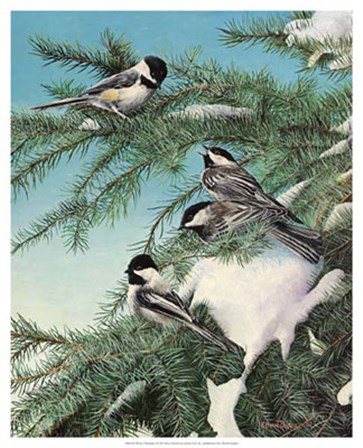 Winter Chicadees by Kevin Daniel art print