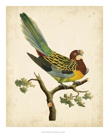 Tropical Bird II by Frederick P. Nodder art print