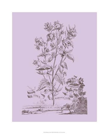 Romantic Violet by Vision Studio art print